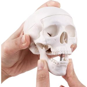 Mini Skull Model - 3 Parts Small Size Human Anatomical Anatomy Medical Teaching Skeleton Head Studying Mini Skull Model - 3 Parts Small Size Human Anatomical Anatomy Medical Teaching Skeleton Head Studying