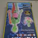 YOFUN Human Body Skeleton Model Kits for Kids,Interactive Anatomy Science Kit  Removable Muscles, Organs,Bones,STEM Educational Toys for Boys and Girls Aged 6+