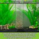 Python No Spill Clean and Fill Aquarium Maintenance System, Gravel Cleaner and Water Changer, 50 Foot