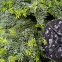 4FT Tall Artificial Cedar Topiary Trees Set of 2, Artificial UV Resistant Potted Plants, Faux Bushes Fake Shrubs for Outdoor Indoor Home Entryway Front Porch Garden Patio Offices Living Room Decor