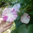 5 x Seeds Morning Glory Harlequin Mix Ipomoea Annual Flowers