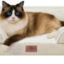 Comfort Expression Orthopedic Dog Bed for Small Dogs 20x14 Inch, Waterproof Supportive Egg Crate Foam Small Pet Bed with Removable Bolsters, Dog Couch with Washable Cover & Non-Slip Bottom, Beige