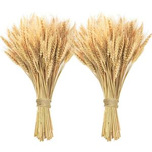 200 Pcs Dried Wheat Stalks, Dried Flowers Natural Wheat for Home Kitchen Office Flowers Arrangement Wedding Table Christmas Farmhouse Boho Party Fall Dcor
