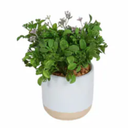 HD Designs Bloom Greenery, 4 in 