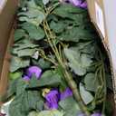 Artificial Fake Flowers for Outdoor UV Resistant Petunias, No Fade 2 Bundles Spring Summer Faux Silk Plastic Flower Outside for Planter Front Door Porch Yard Patio Balcony Home Decor