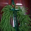 Dark Green Velvet Ribbon 1'' 50 Yards Velvet Fabric Vintage Ribbon for Christmas Tree, Gift Wrapping, Flower Bouquet, Wreath Decorations, Bow Making (Dark Green, 1"-50 Yard)