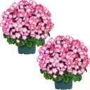 QIANYUN Artificial Geranium Bush 20 Inch Outdoor Potted Artificial Plant for Front Porch, UV Resistant Faux Flower Bush for Garden, Yard & Patio Decor (2 Pack)