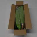 4 Pcs Artificial Greenery Stems Dracaena Faux Branches Artificial Plants Realistic Fake Dracaena Greenery Realistic Plants for Indoor Outdoor Porch Patio Home Office Living Room Decor (Green)