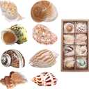 8PCS Hermit Crab Shells Medium to Large Growth Turbo Seashells 1"-2" Openning Size Natural Decoration Supplies