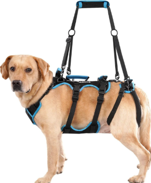Lafoty Dog Lift Harness for Large Male Dogs, 2in1, Back Leg Support & Mobility Assistance for Senior Dogs, PostSurgery Recovery Sling(Black, Large)