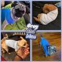 2 Pack Solid Color Dog Shirts Lightweight, Breathable Pet T-Shirts, Durable Stretchy Clothes for Small to Large Dogs, Ideal for Everyday Wear & Holidays.Grey Blue X-Large