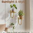 Leaf&lull Wall Plant Holder Planter with Wall Planters for Indoor Plants Plant Hanger Hanging Plant Holder Wall Hanging Decor 2 Pack Golden