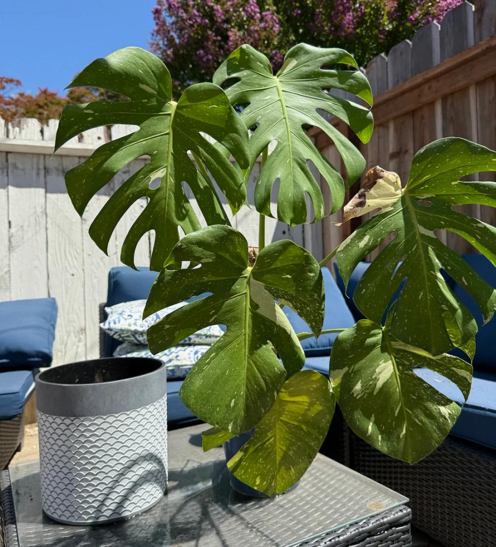 Planter with Stand