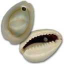 Ringtop Cowrie Shells - Drilled- 100 Count
