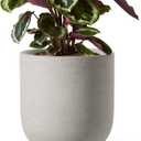 LE TAUCI 8 Inch Plant Pot, Ceramic Pot with Drainage Hole & Rubber Plug, Indoor Planter for Herbs & Small Houseplants, Cylinder Planter for Home Office, Neutral Gray