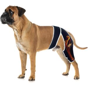 Dog Leg Brace for Back Leg ACL Tear, Dog Knee Brace for All Legs with Reflective Material, Dog Arthritis Brace to Relieve Arthritis Pain, Prevent Further Injury and Promote Postoperative Recovery M