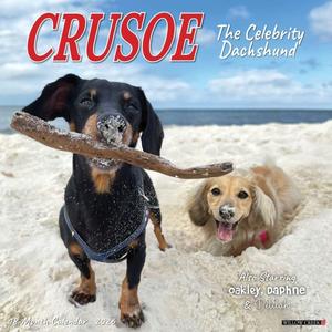 Willow Creek Press, Crusoe the Celebrity Dachshund 2026 Wall Calendar, 12'' X 12'', 18-Month Calendar with Stapled Binding