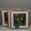 16x16 Picture Frame, Solid Wood Cherry Wood 16 x16 Photo Frame, 16x16 Square Picture Frame, 16"x16" Frame Matted to 12x12, HD Tempered Glass, 16 x 16 Wood Frame for Wall (Natural Cherry Color, 3 Pack) (16''x16''-3P)
