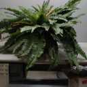 Giant Artificial Boston Ferns for Outdoors Large UV Resistant Lifelike Faux Fern, Realistic Silk Greenery Plants Large for Patio, Office, Home Decor, 88 Branches, 48 in Fake Fern Natural Green