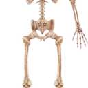 JOYIN 5.6 FT Halloween Posable Life Size Skeleton Full Body Realistic Bones with Movable Joints for Halloween Indoor and Outdoor Decoration Props Spooky Scene Party Decorations (Yellow)