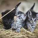 Halloween Cat Toy Set 2-Pack Plush Ghost and Skull Interactive Teething Toys for Indoor Cats Soft Wear-Resistant Playthings to Relieve Anxiety