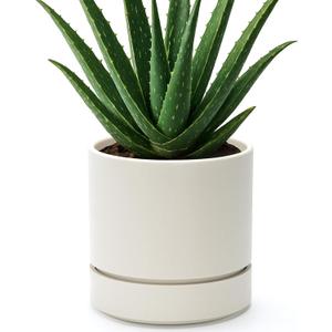 Phoenix Vine 6 Inch Planter Pot with Drainage Hole & Saucer, Deep Water Catch Tray, Straight Cylindrical Round Pot for Plants, Oatmeal, Pack of 1, 23-E-S-1