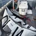 Buffalo Gear Large Fish Kill Bag with YKK Zipper, 80x40in Insulate Fish Cooler Bag for Tuna or Billfish Cold and Fresh