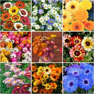 9 x 300+ Mixed Daisy Seeds for Planting-Gerber Daisy Seeds,Gerbera Daisy Seed Non-GMO Heirloom Flower for Garden Outdoor (EXP 01/01/28)