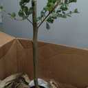 Black Olive Tree Artificial- 6ft Faux Black Olive Tree with Natural Trunk and Realistic Leaves - Artificial Shady Lady Tree for Modern Home Office House Living Room Decor