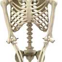 Halloween Outdoor Skeletons, Life-Size Full Body Posable Skeleton, Spooky Photo Props Garden Decor, Decorative Party Supplies for Holiday Outside