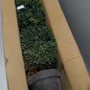 Nearly Natural 3ft. Artificial Triple Ball Boxwood Topiary Tree (Indoor/Outdoor) T2021, Green