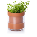 Phoenix Vine 4 Inch Self Watering Planter Pot, Terracotta Clay Pot with Glass Reservoir for Indoor Plants, Herbs, Flowers, Set of 1, 52-A-E-1