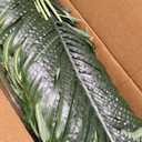 FloraFairy 6FT Tall Artificial Palm Trees, Potted Plant (2 Pack) Tropical Areca Palm, UV Resistant Indoor/Outdoor Fake Plant in Black Cement Pot, Realistic Decor for Patio, Living Room, Office
