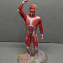 Miniature Human Muscle Anatomical Model - 1/3 Life-Size with Numbered Labels & Premium Wooden Base for Medical Science Education Study or Teaching