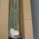 Tall UV Resistant Faux Cactus Plant60in Realistic Texture Tall Fake Plant, Artificial Cactus Large with Black Pot Indoor Outdoor for Home Office Living Room Bedroom Foyer Porch Decor, Size: 60 in