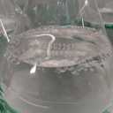 Sprite Zero Sugar Lemon Lime Diet Soda Pop Soft Drinks, 16.9 fl oz, 6 Pack