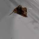 BarnSmith 36"x84" Concealed Sliding Barn Door, Shaker Style Flat 1 Panel White Primed Solid Core Hidden Barn Door with Soft Close Installation Hardware and Handles Included, Pre-Assembled Panel