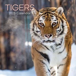 Gifted Stationery Co, Tigers 2025 Wall Calendar