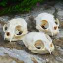 1PCS Taxidermy Real Bone Cat Skull, Animal Bones Real for Craft, Skull Decoration for Home, Specimen Collectibles Study