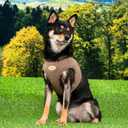 Puppia Eco Dog Harness Q Eco-Friendly No Pull Comfort Harness for Small and Medium Dogs, Brown, Large