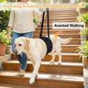 Dog Lift Harness for Rear Legs, Adjustable Dog Support Sling with Soft Padding, Hind Leg & Hip Support for Walking, Stairs & Recovery, Mobility Aid for Senior Dogs (M)