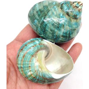PEPPERLONELY 2 PC Natural Large Hermit Crab Shells, Green Blue Gade Turbo, 2-1/2 Inch ~ 3 Inch