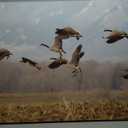 Cranes taking off from a Field Canvas Wall Art Decor Paintings Pictures for Bedroom Wall Decor Above Bed Living Room Wall Decoration Bathroom Office Artwork (30"x20", Mulit9)