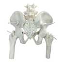 Movable Female Pelvis Model w/Elastic Two Movable Femur Heads and Joints, Mini Size Female Pelvic Anatomy Model for Science Education, Midwife in Obstetrics, Gynecology Patient Communication