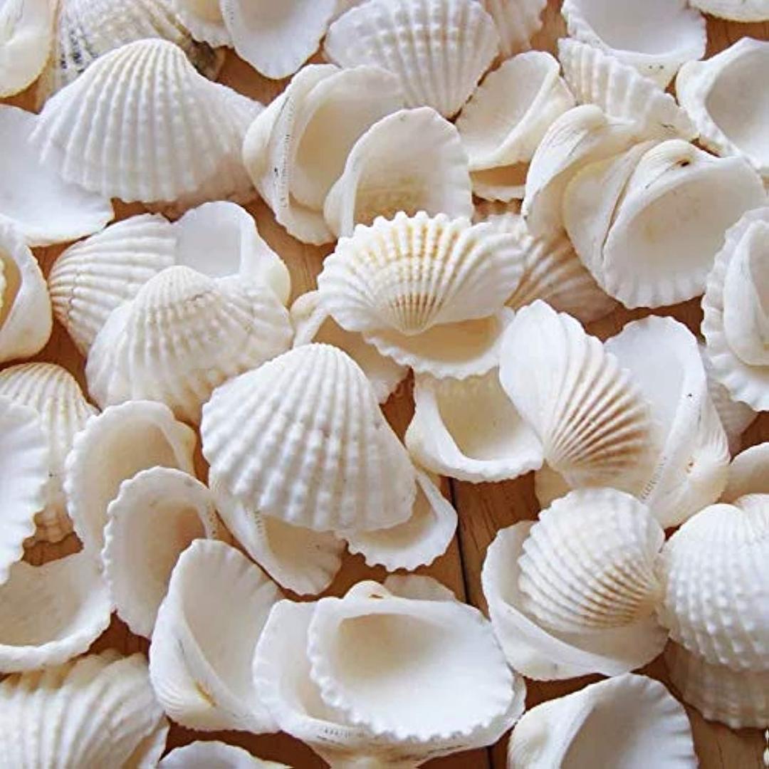 Small Tiny Sea Shells White Clam Bulk Natural Seashell for DIY Craft Home Decor Vase Fillers (Small (Pack of 1))