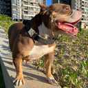 Chain Collar with Buckle Quick Release Adjustable Chrome Stainless Steel Dog Chain with Dog Tag Comfort No Pull Dog Collar(Gold, 24") (24"(for 20"-23.5" Neck))