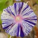 7 x Seeds Morning Glory Harlequin Mix Ipomoea Annual Flowers
