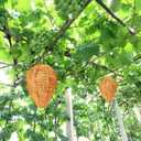 DECYOOL 4 Pack Wasp Nest Decoy Hanging Wasp for Wasps Hornets Yellow Jackets Outdoor Waterproof Material (Orange)