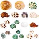 21PCS Hermit Crab Shells | Assorted Natural Sea Conch Size 1.3"-3.2" | Growth Turbo for Small to Medium and Large Crabs, Saltwater Hermit Crab Supplies and Sea Shell for Beach Decor