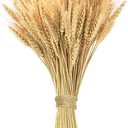 Phliofd 17.7 inches Dried Wheat Stalks, 100 Stems Dried Flowers 100% Natural Wheat for Home Kitchen Office Flowers Arrangement Wedding Table Christmas Farmhouse Boho Party Fall Décor